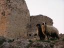 Sheep grazing amongst the ruins of Asklipios ancient castle.